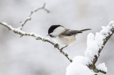 willow-tit-4885941_1920.jpg